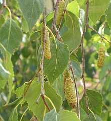 Inflorescencias y hojas de abedul