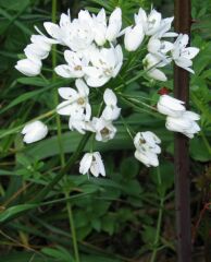 Flores de ajo rosado