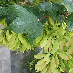 Hojas y frutos del arce