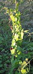 Planta de candilicos