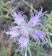 Detalle de la flor