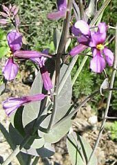 Flor de las Coles de zorra