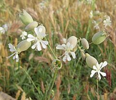 Flores de Colleja