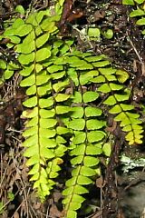 Helechos: Asplenium