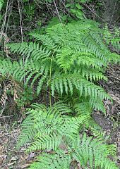 Helechos: dryopteris