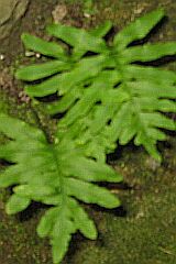 Helechos: Polystichum