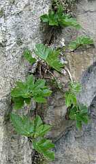 Planta de higuera nacida en la grieta de una roca