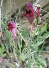 Linaria