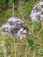 Flores de mastranzo