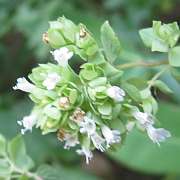 Flor de Oregano