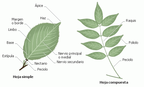 Partes de la hoja