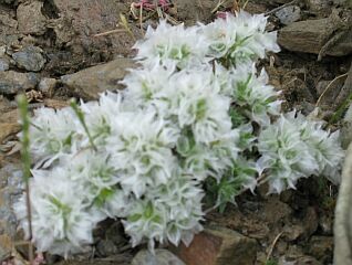 Planta de sanguinaria