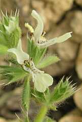 S. ocymastrum: flor