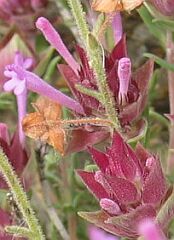 Tomillo colorao: flor