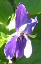 Flor de Violeta